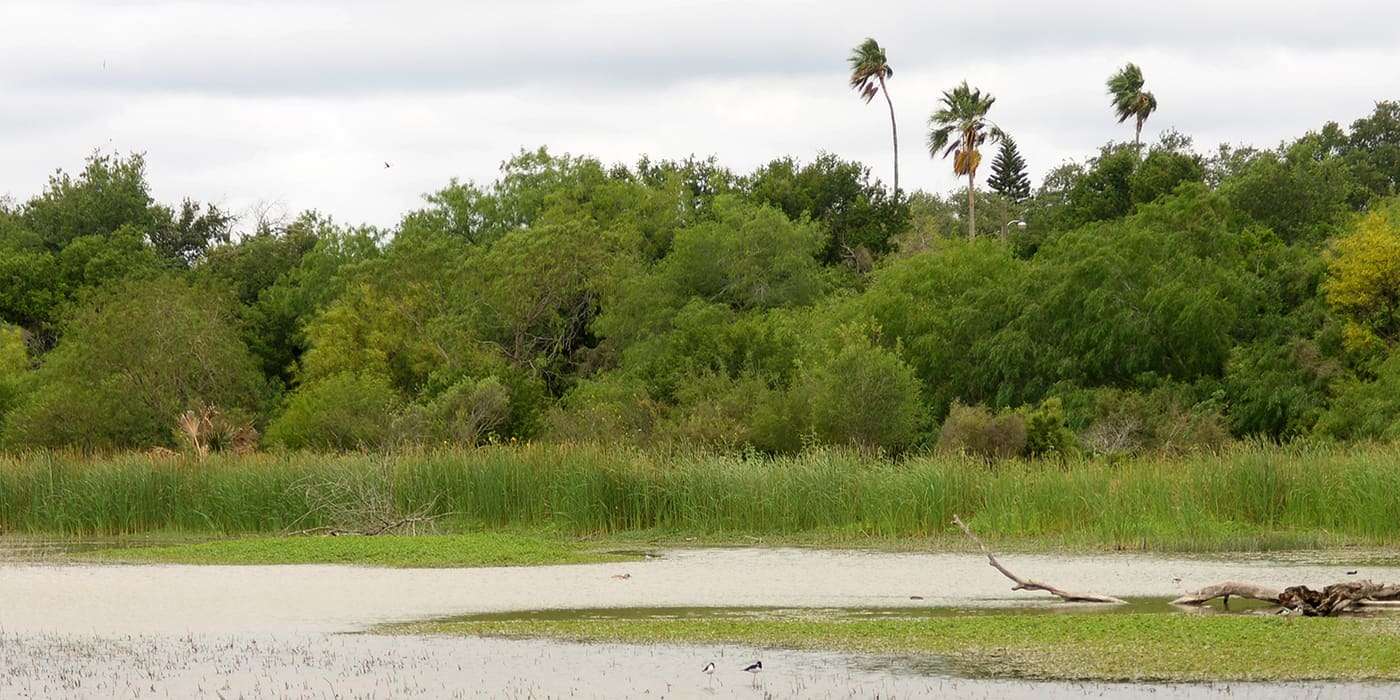 A resaca in Estero Llano Grande State Park, Hidalgo County, Texas, USA