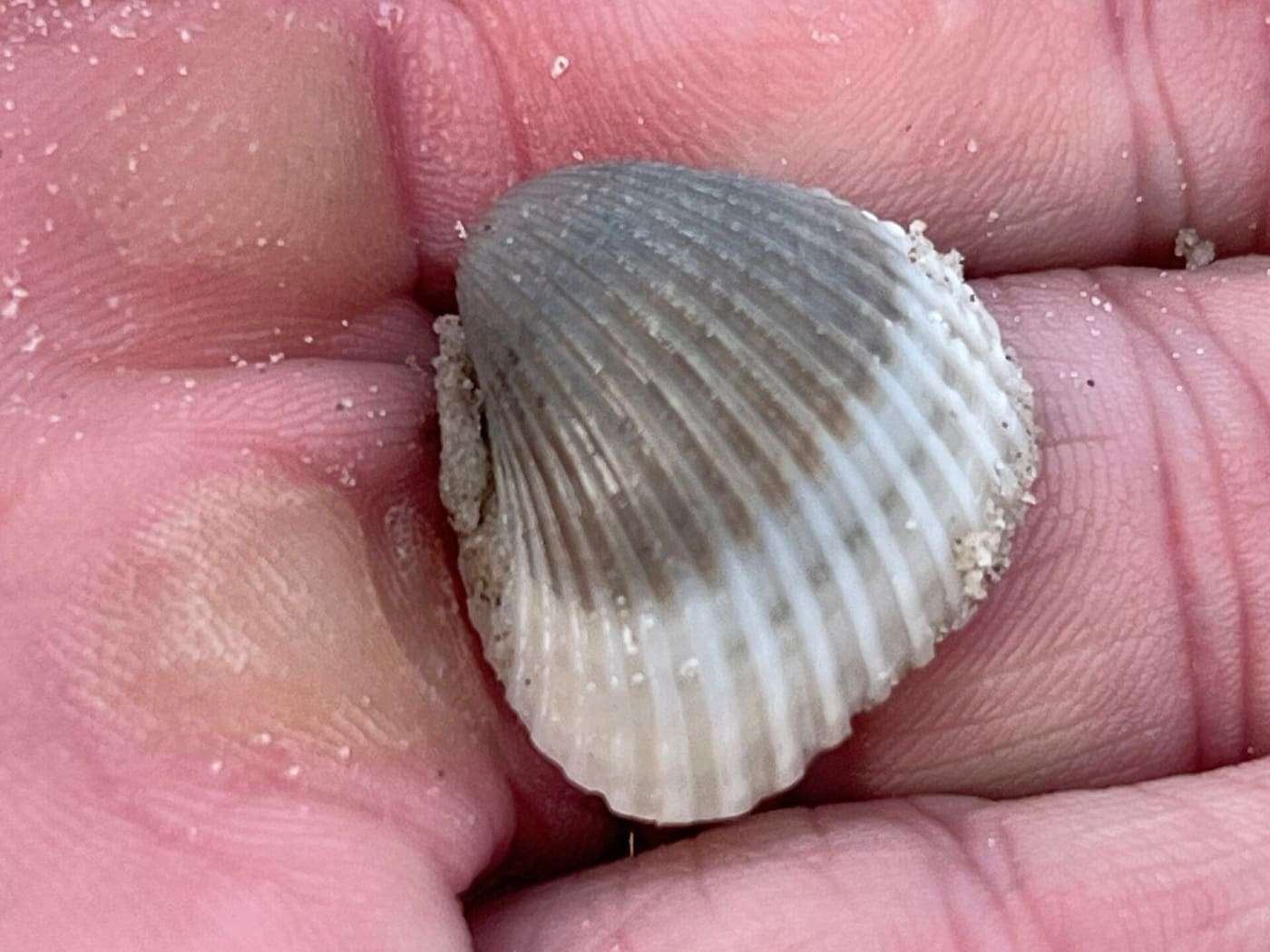 Chemnitz's ark clam ( Anadara chemnitzii ) in the United States