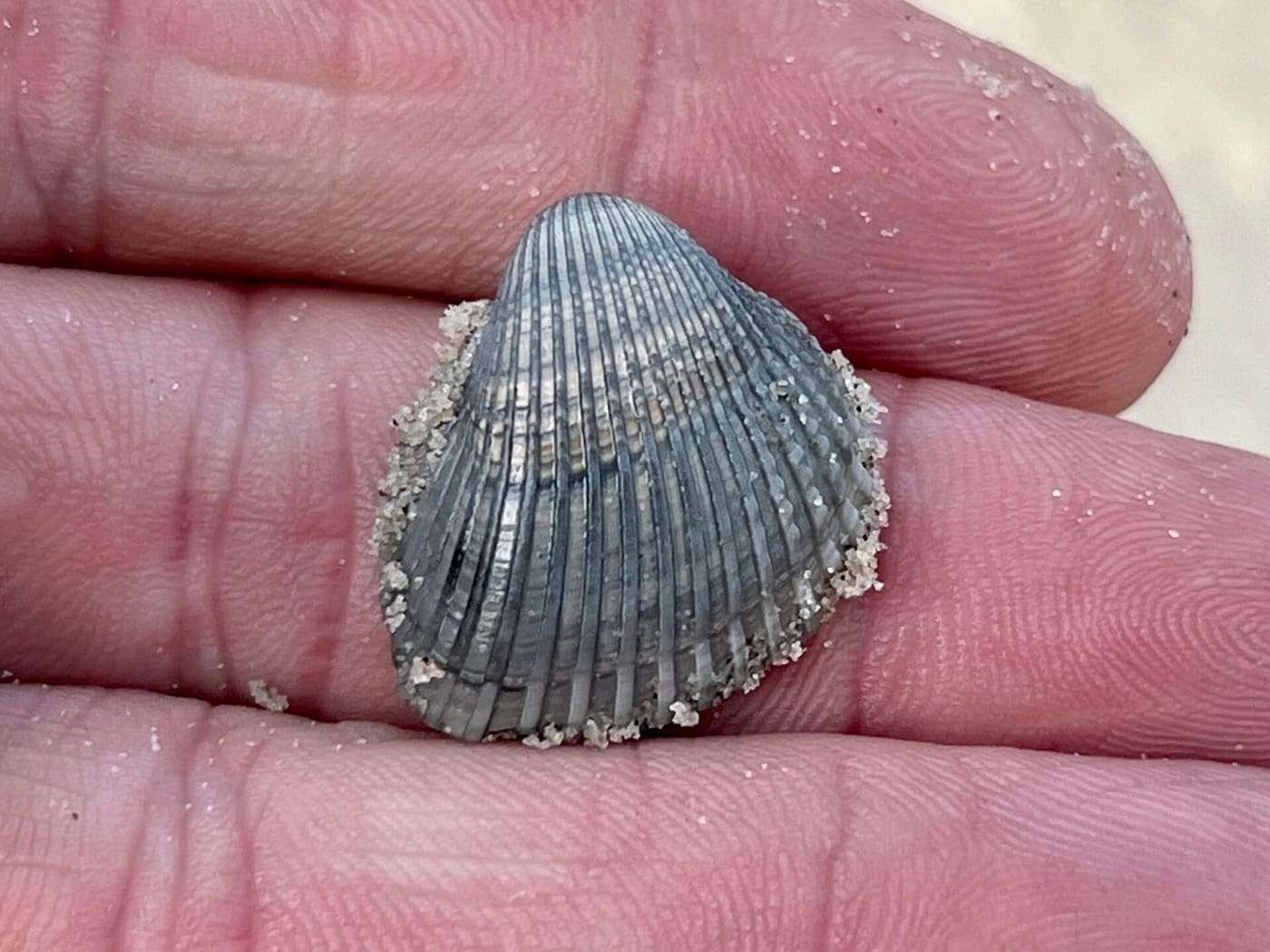 Chemnitz's ark clam ( Anadara chemnitzii ) in the United States