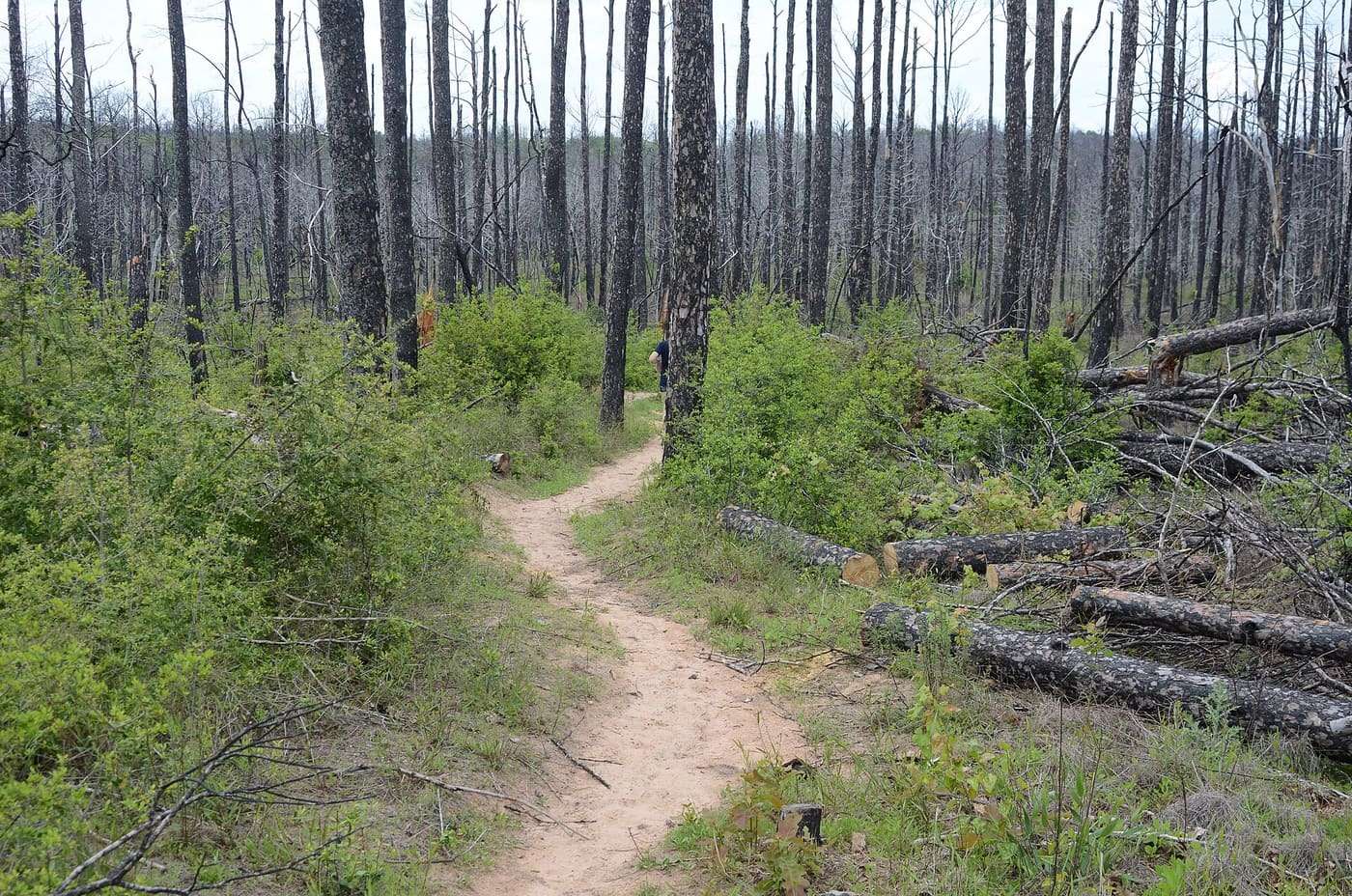 Bastrop State Park, East of Bastrop, bet. TX 21 recovery of forest 2.5 years after wildfires of 2011