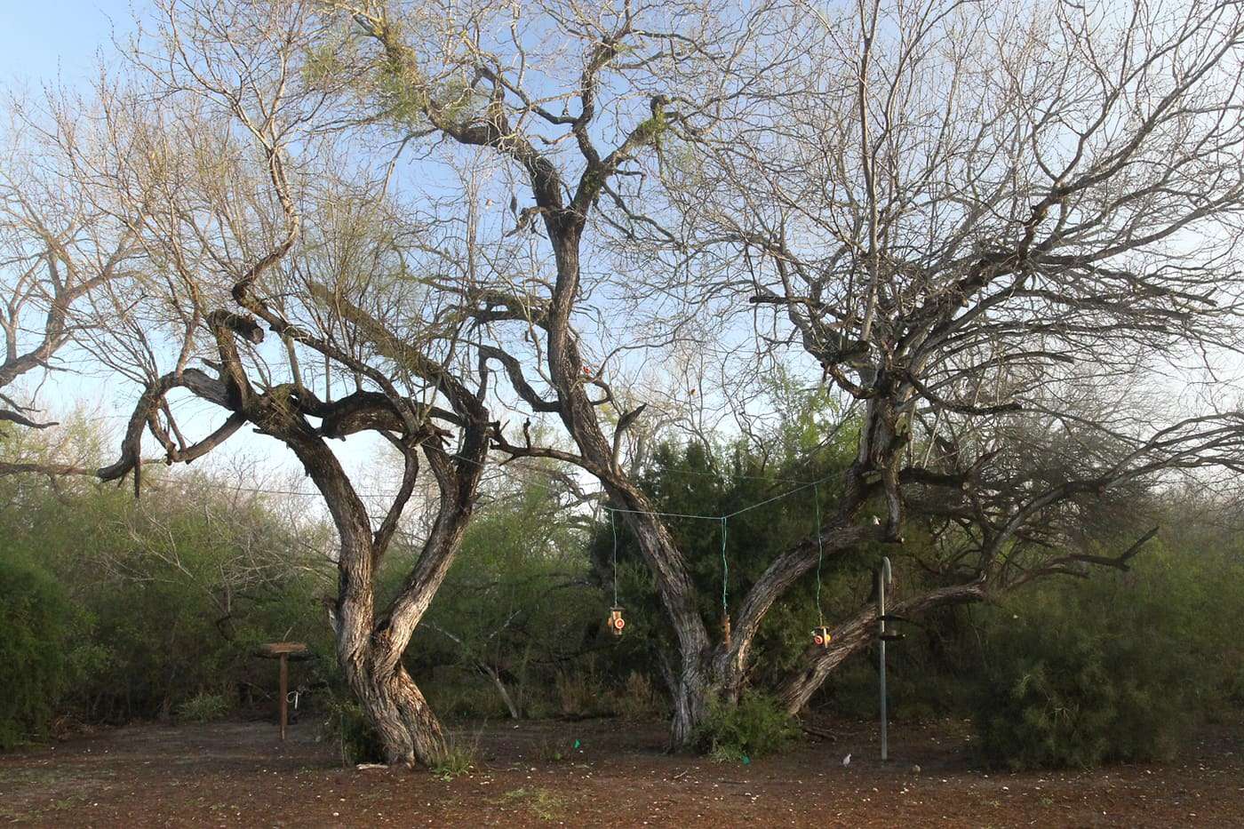 Bird feeders at Bentsen-Rio Grande Valley State Park in Mission, Texas, United States.