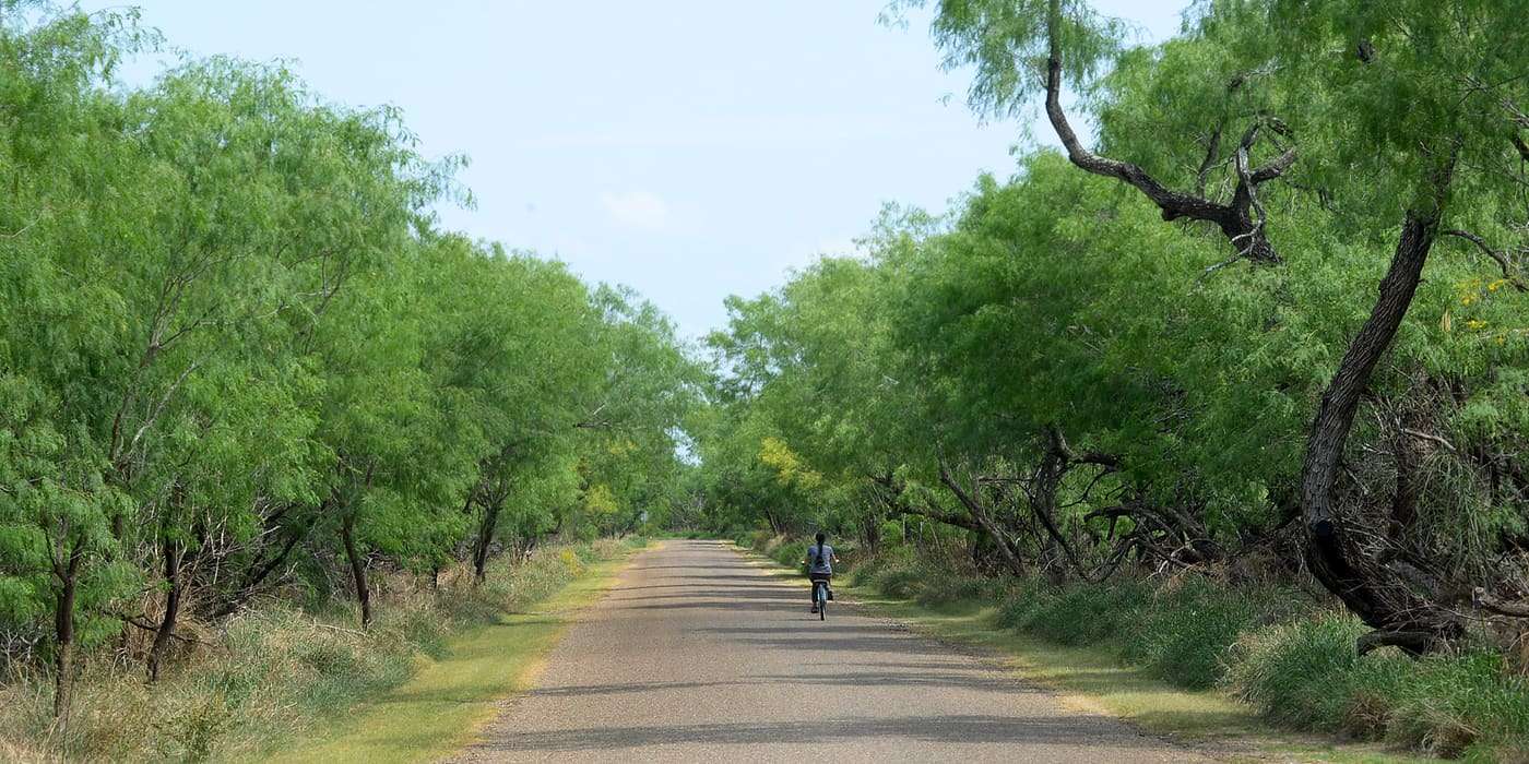 Bentsen-Rio Grande Valley State Park , Hidalgo County, Texas, USA (26.1700°N, 98.3818°W, 37 m. elev.). Photographed on 15 April 2016 by William L. Farr.