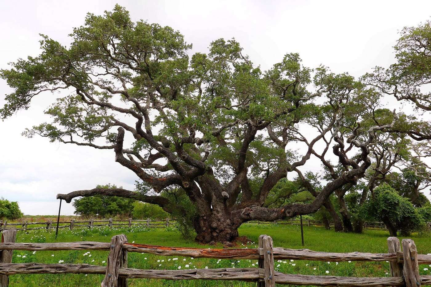 The Big Tree at Goose Island State Park north of Rockport, Texas, United States is estimated to be over 1000 years old and has a trunk circumference over 35 fee