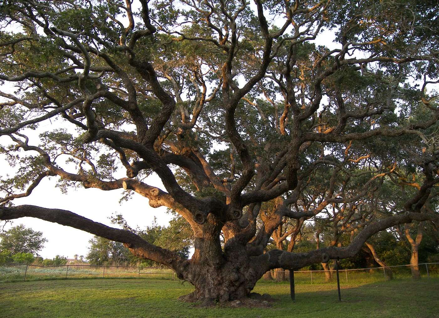 The Big Tree at Goose Island State Park north of Rockport, Texas, United States is estimated to be over 1000 years old and has a trunk circumference over 35 fee