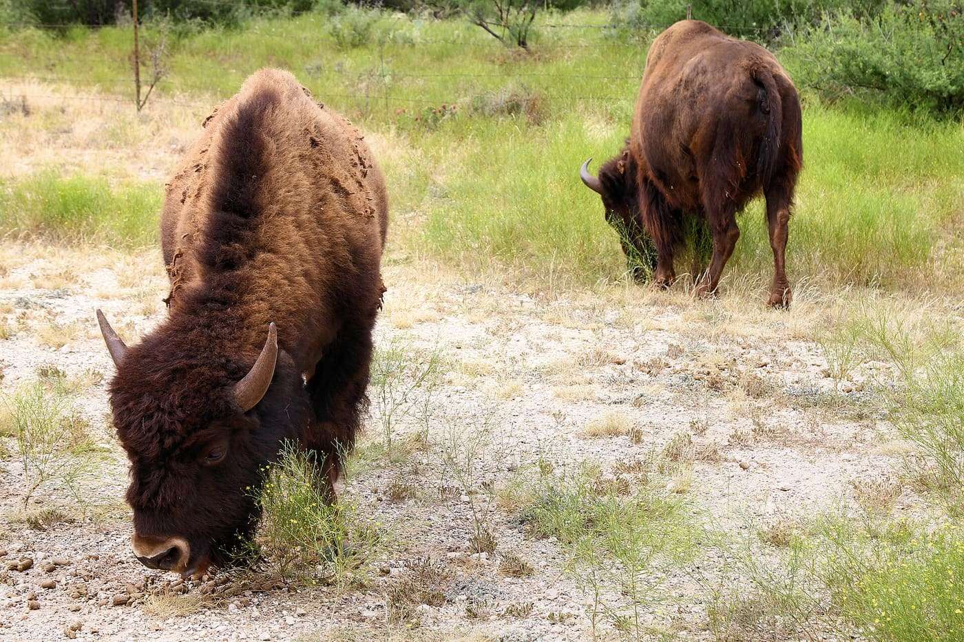 American bison grazing at San Angelo State Park in Tom Green County, Texas, United States.