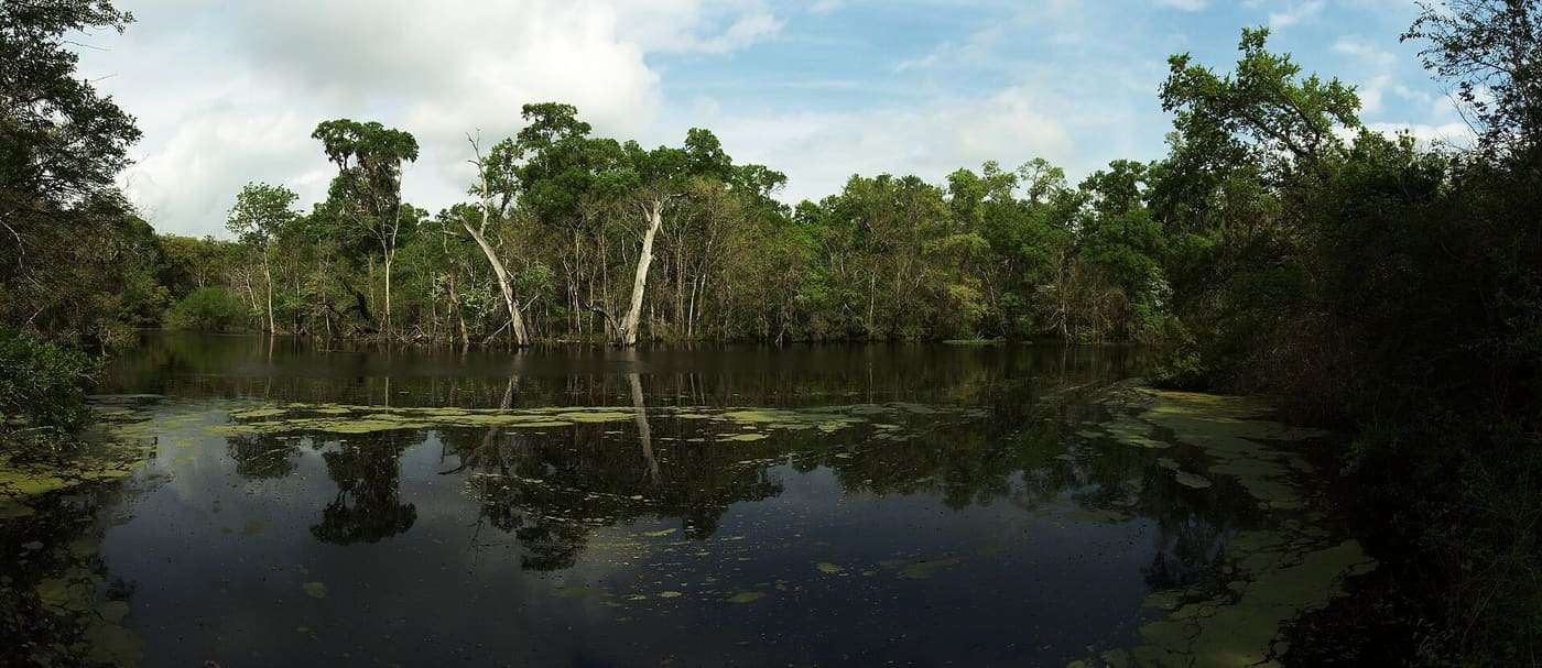 Pilant Slough at Brazos Bend State Park in Needville, Texas.