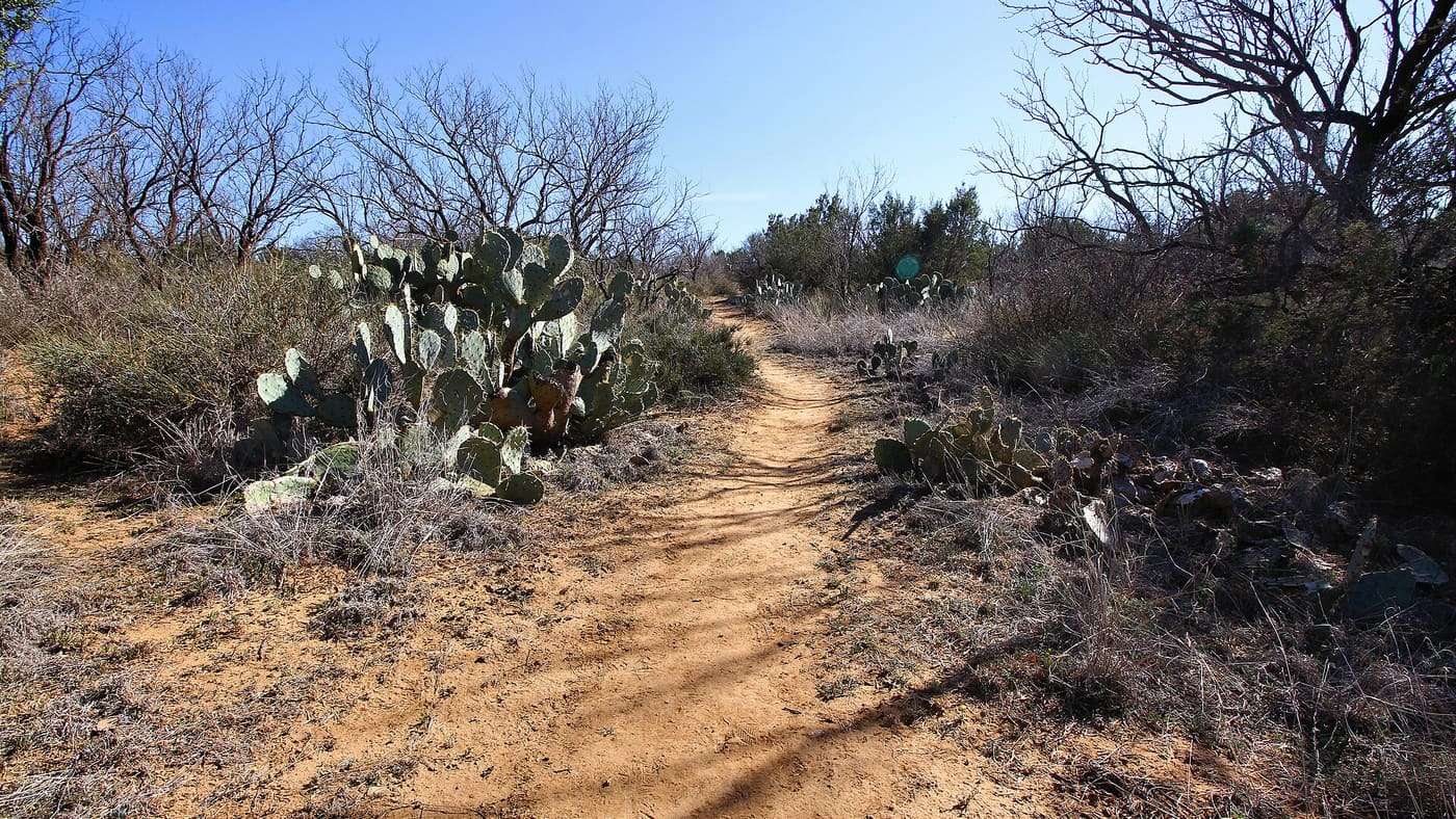 Prickly pear cactus along the Cactus Cut Trail in Lake Colorado City State Park in Mitchell County, Texas, United States.