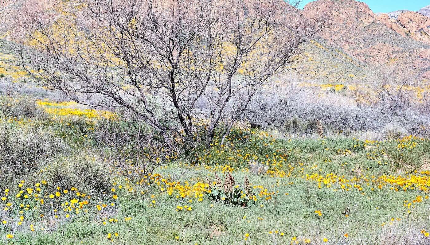 Franklin Mountains State Park. Spring wildflower bloom