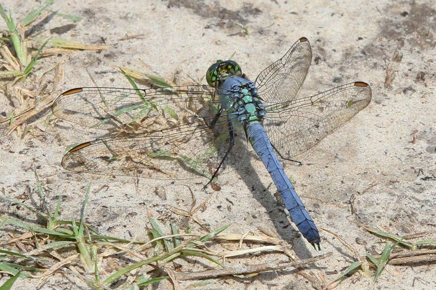 Eastern Pondhawk - Erythemis simplicicollis, Lake Tawakoni State Park, Wills Point, Texas