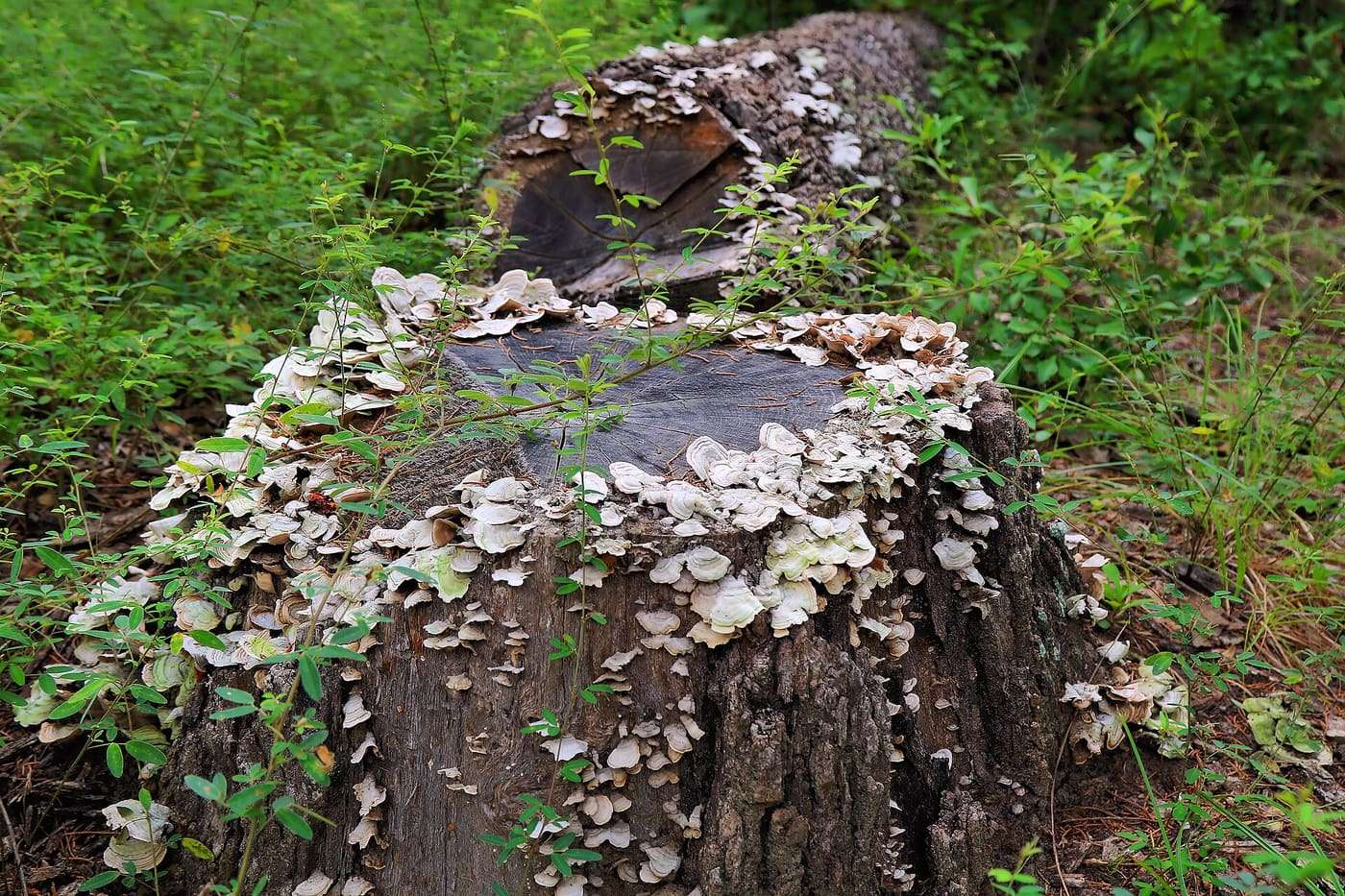 Unidentified fungi growing on a dead tree in Purtis Creek State Park in Van Zandt County, Texas, United States.