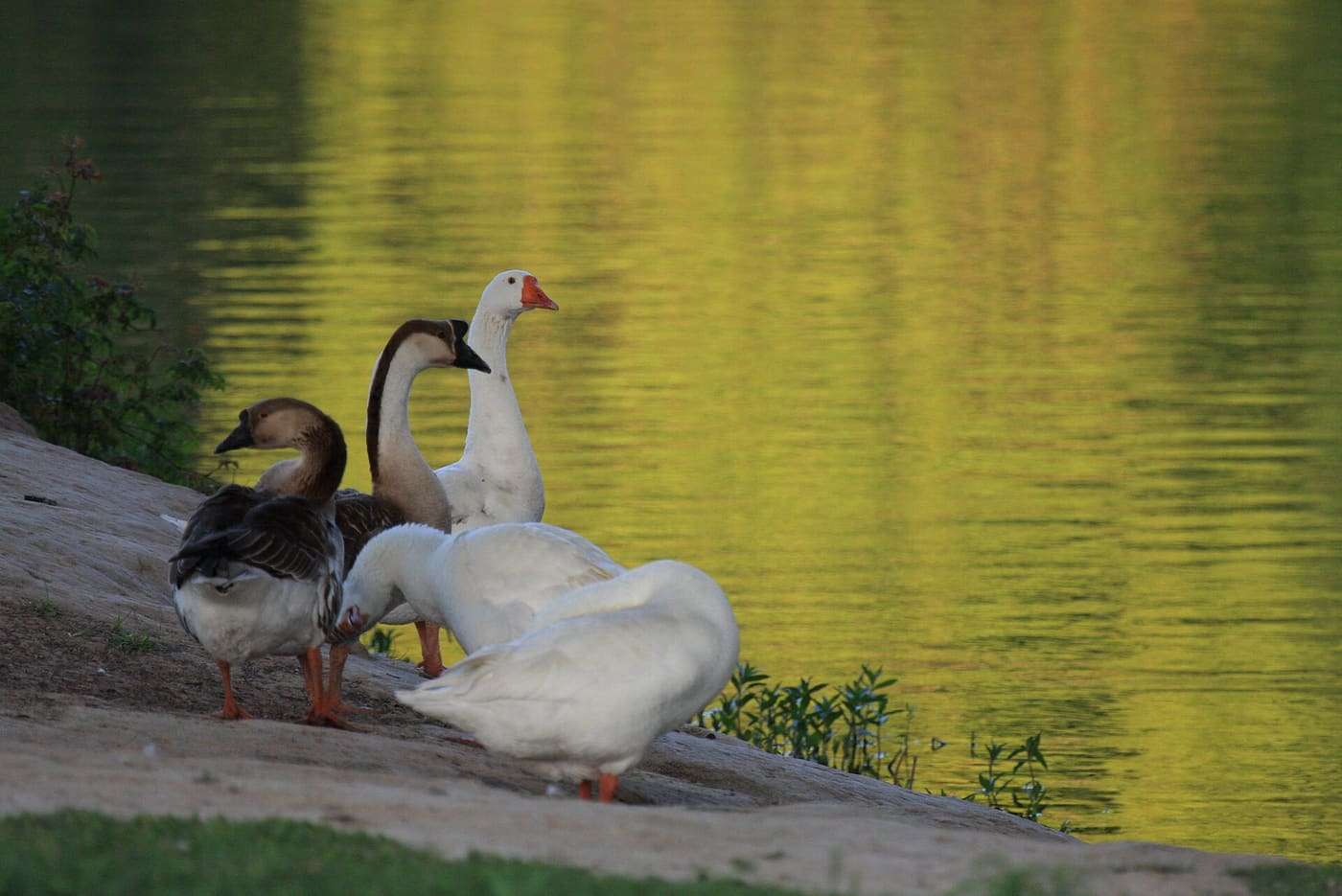 Five geese at the bank of Blanco River. The yellow hue of the water is due to reflection at sunset.