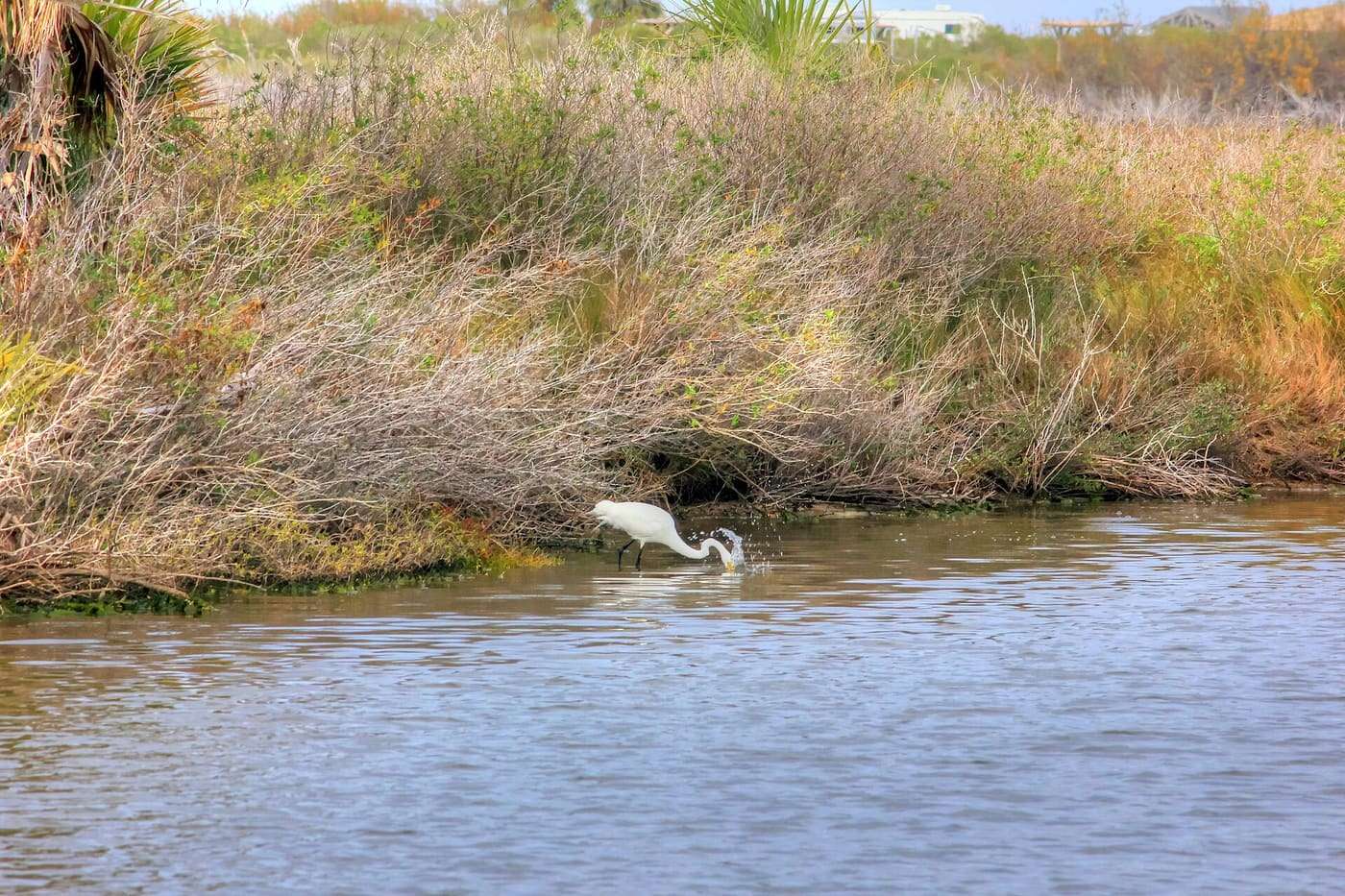 Galveston Island State Park in a 2013 acre park in Galveston texas. The park has a beach as well as brackish ponds and bay for fishing. The park also has a larg