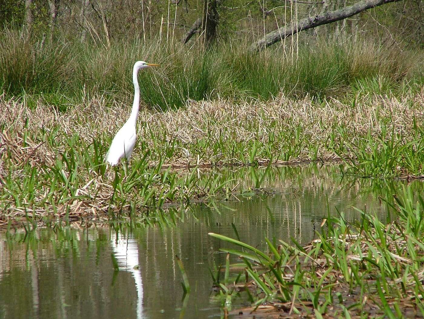 Great Egret at Lake Raven in Huntsville State Park , Texas