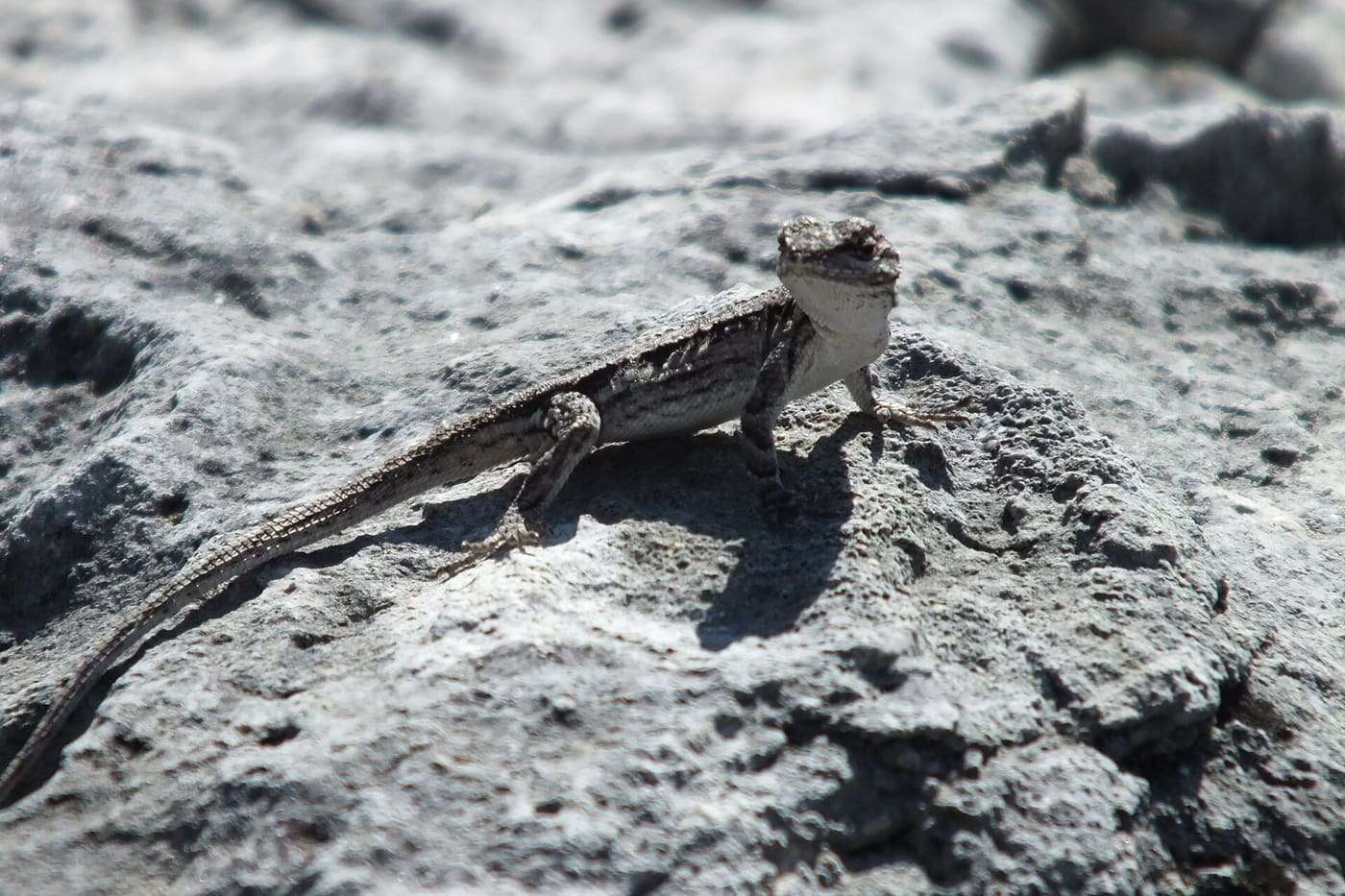 Lizard Seminole Park 2019