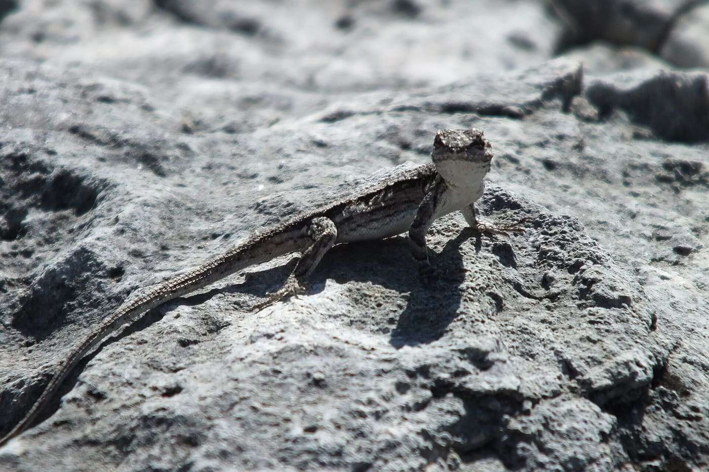 Lizard Seminole Park 2019