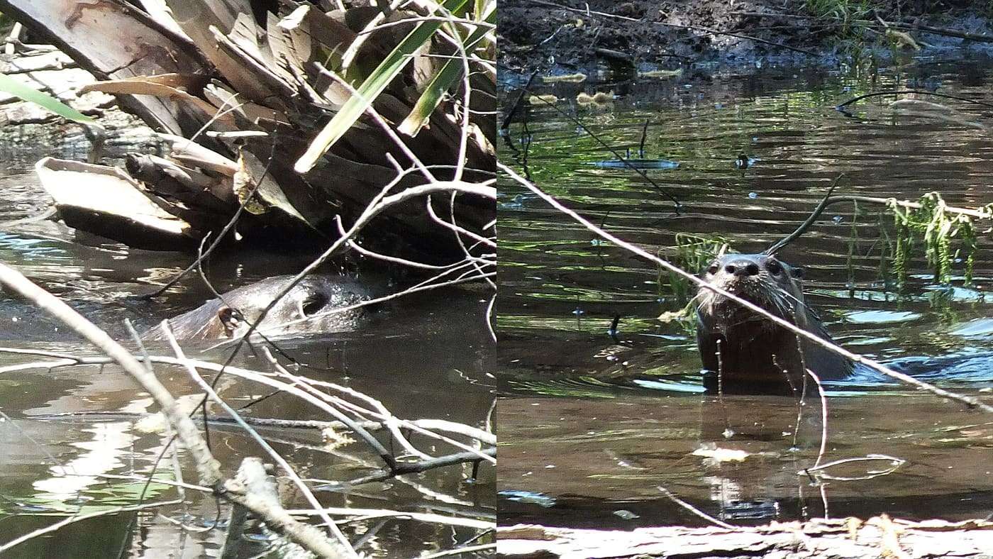 Lontra Canadensis, River Otter at Palmetto SP. Seen about 2 pm