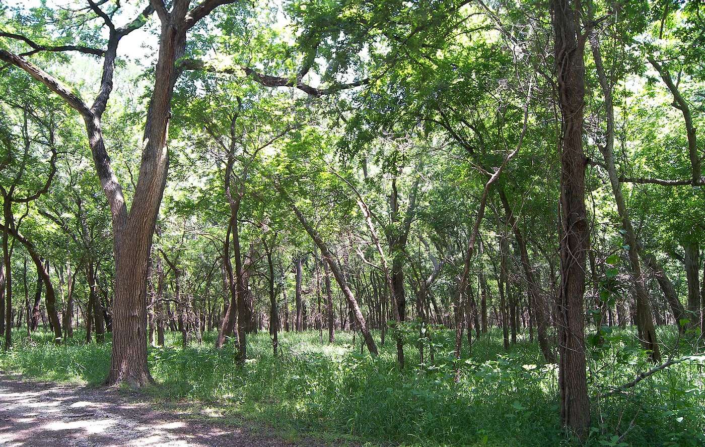 A woodland area in Mother Neff State Park in Coryell County, Texas, United States.