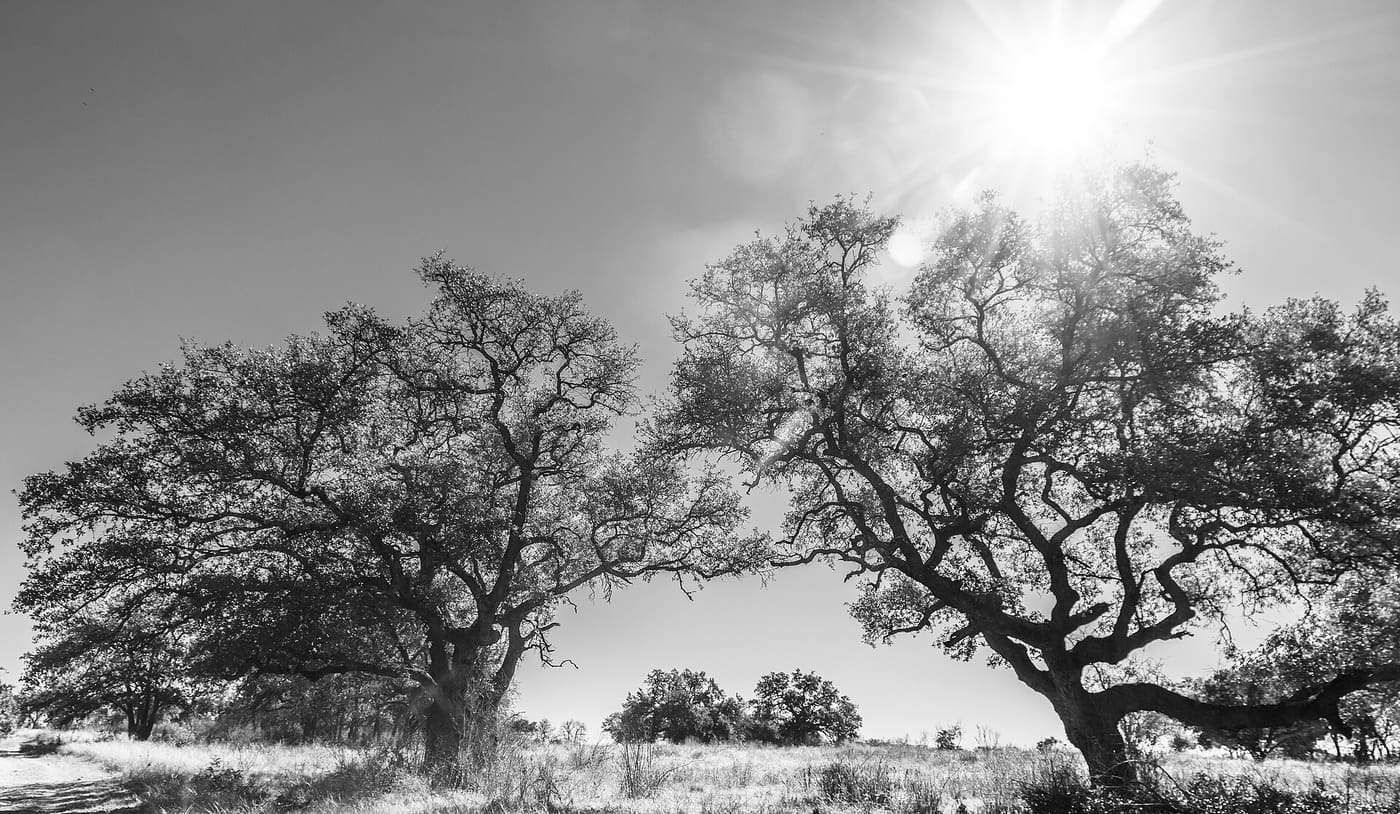 Oak trees in Government Canyon State Natural Area.