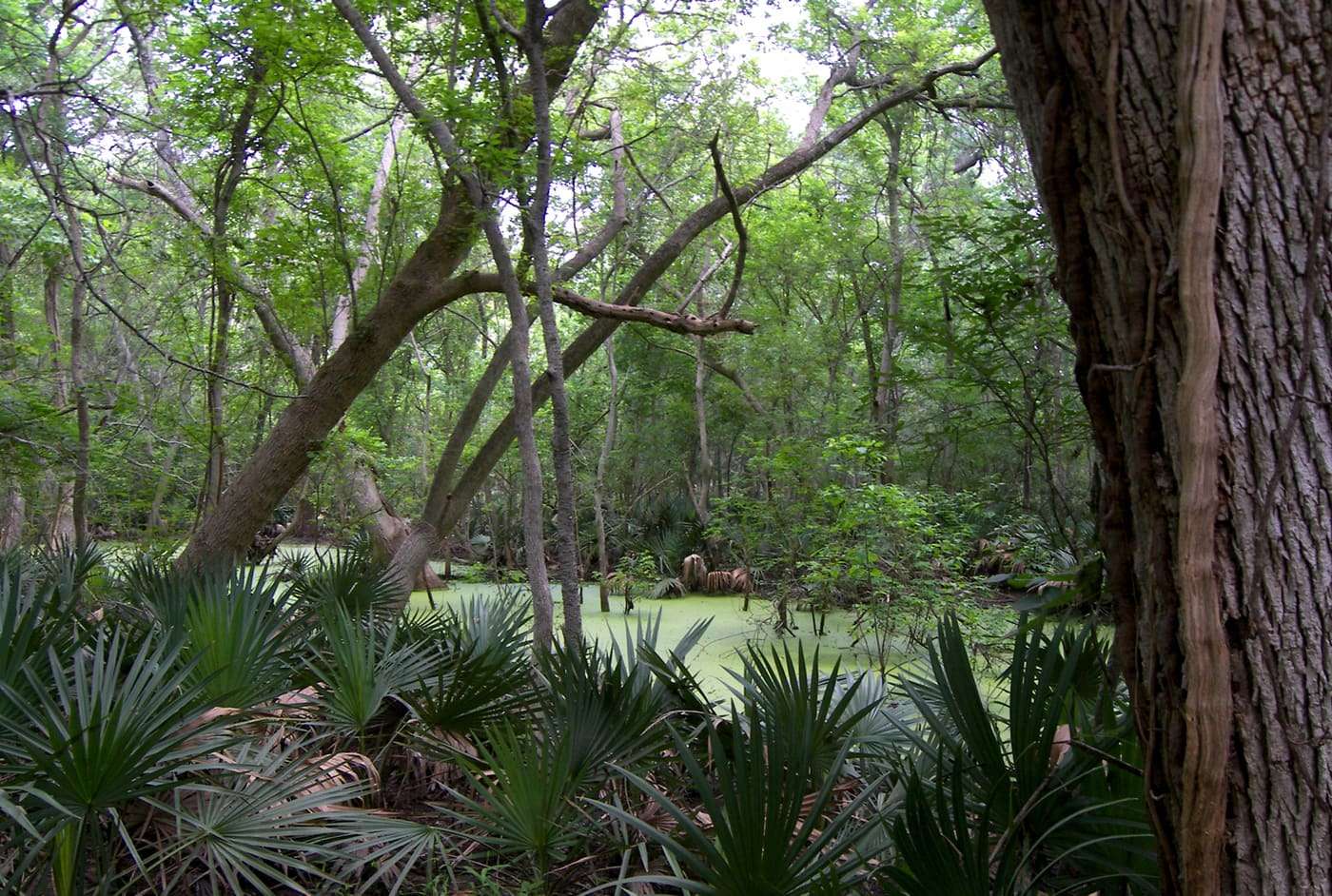 A bog surrounded by dwarf palmettos ( Sabal minor ) at Palmetto State Park between Luling, Texas and Gonzales, Texas, United States.