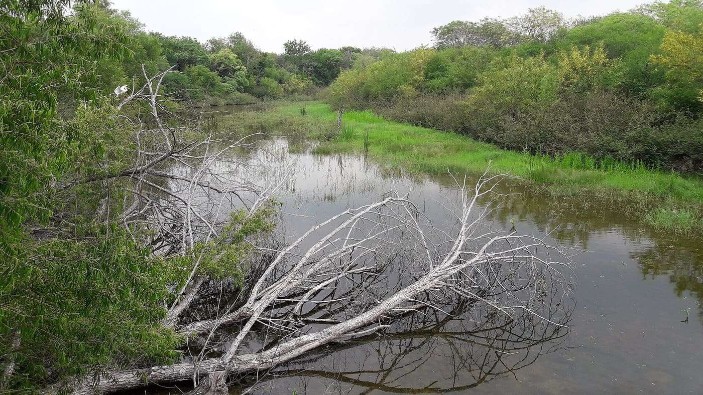 Resaca on Mexican Olive Trail