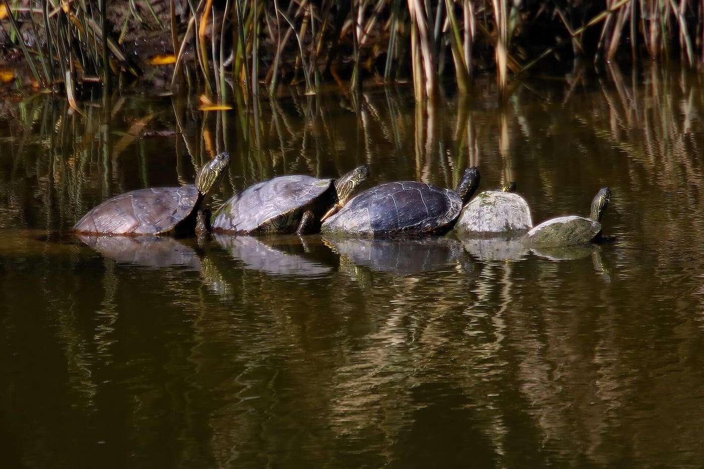 Texas river cooters ( Pseudemys texana ) sunning in McKinney Falls State Park in Austin, Texas, United States.