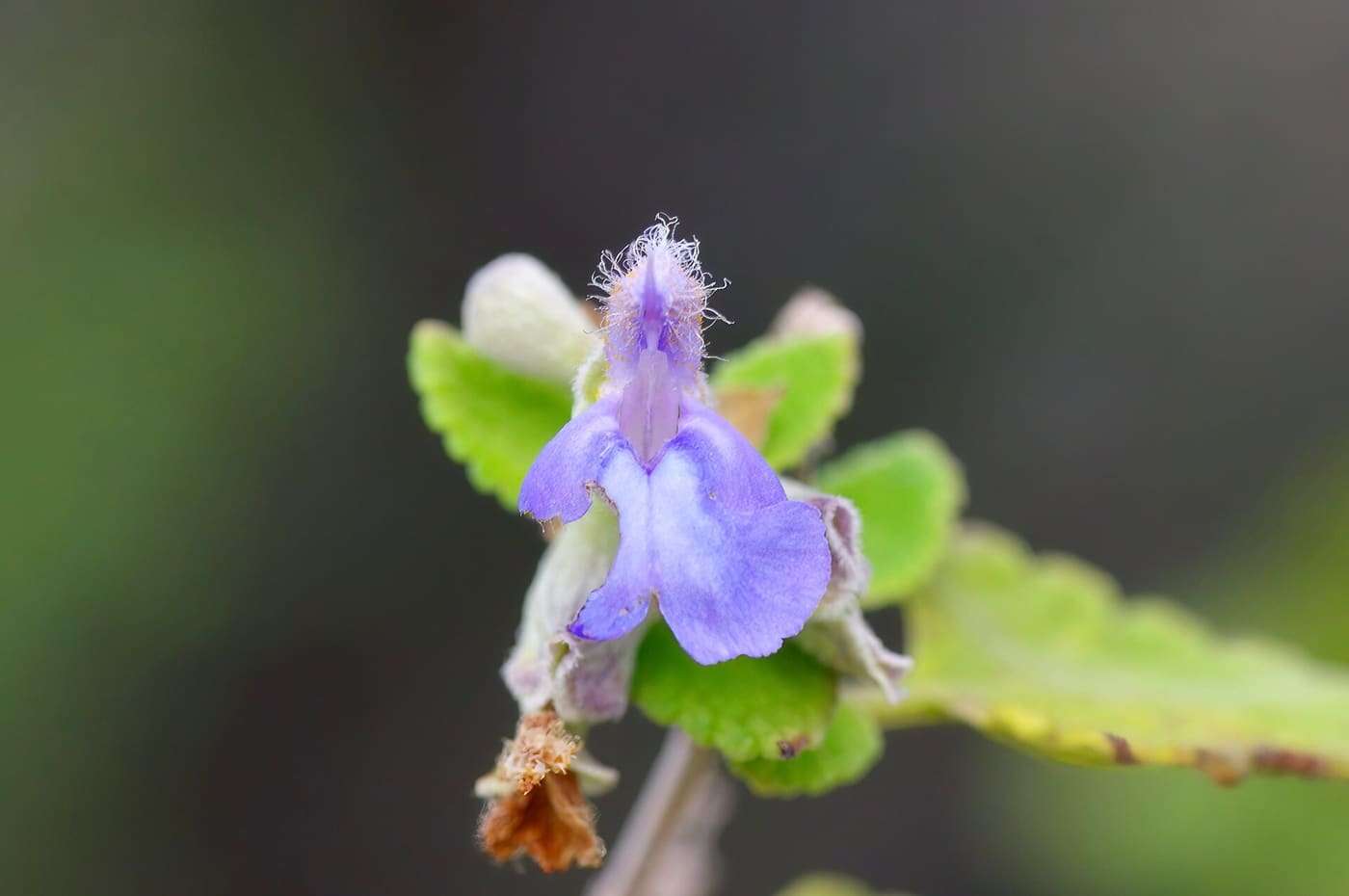 Shrubby blue sage ( Salvia ballotiflora ) in the United States