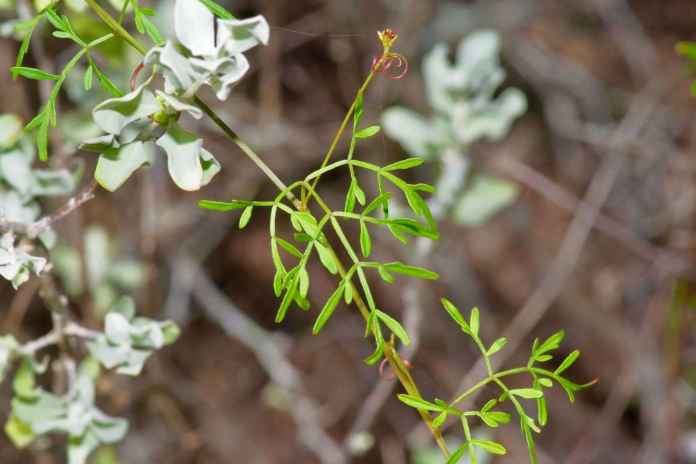 Chihuahuan Balloon Vine ( Serjania dissecta ) in the United States