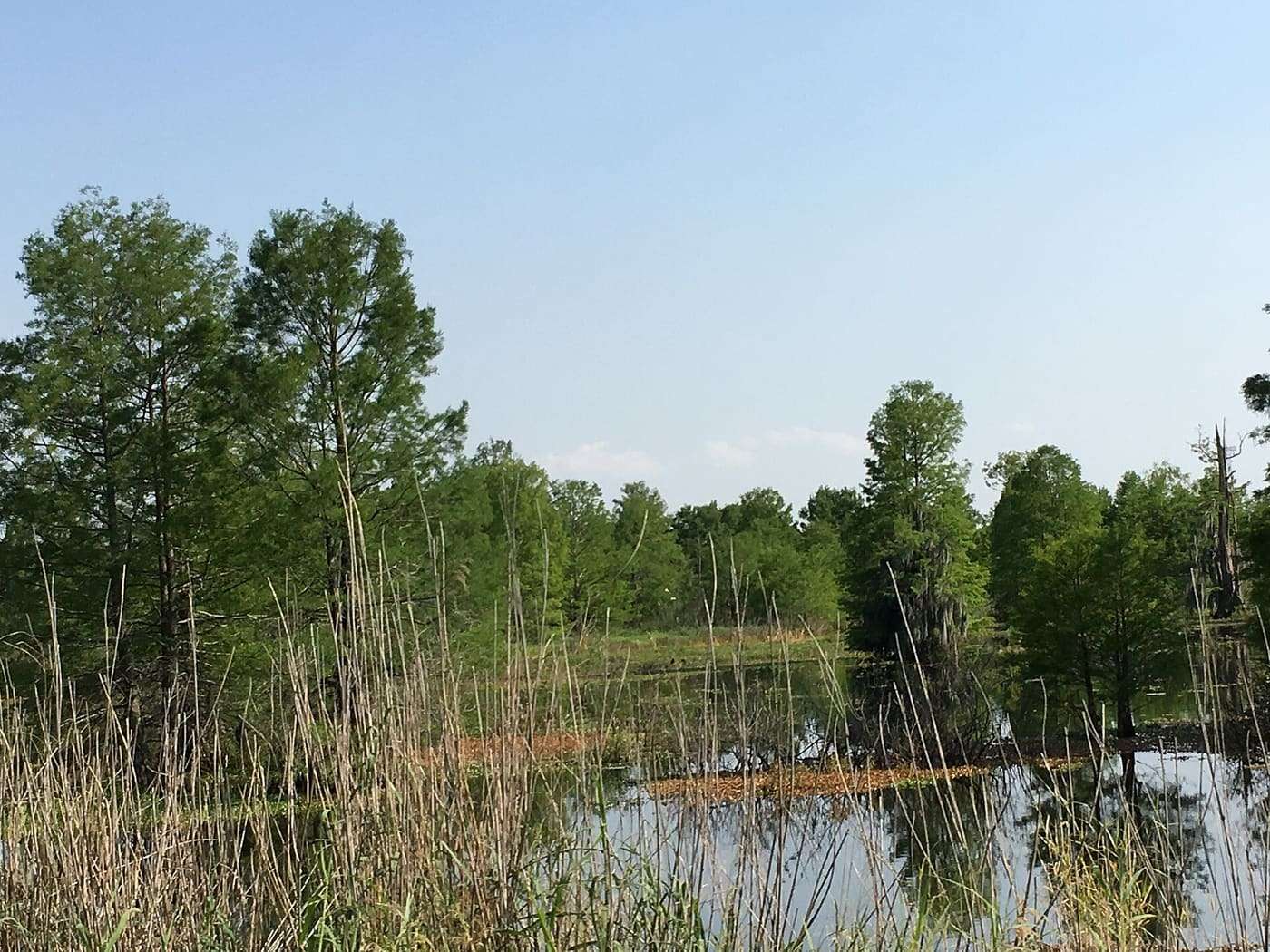Sheldon Lake along Garrett Rd.