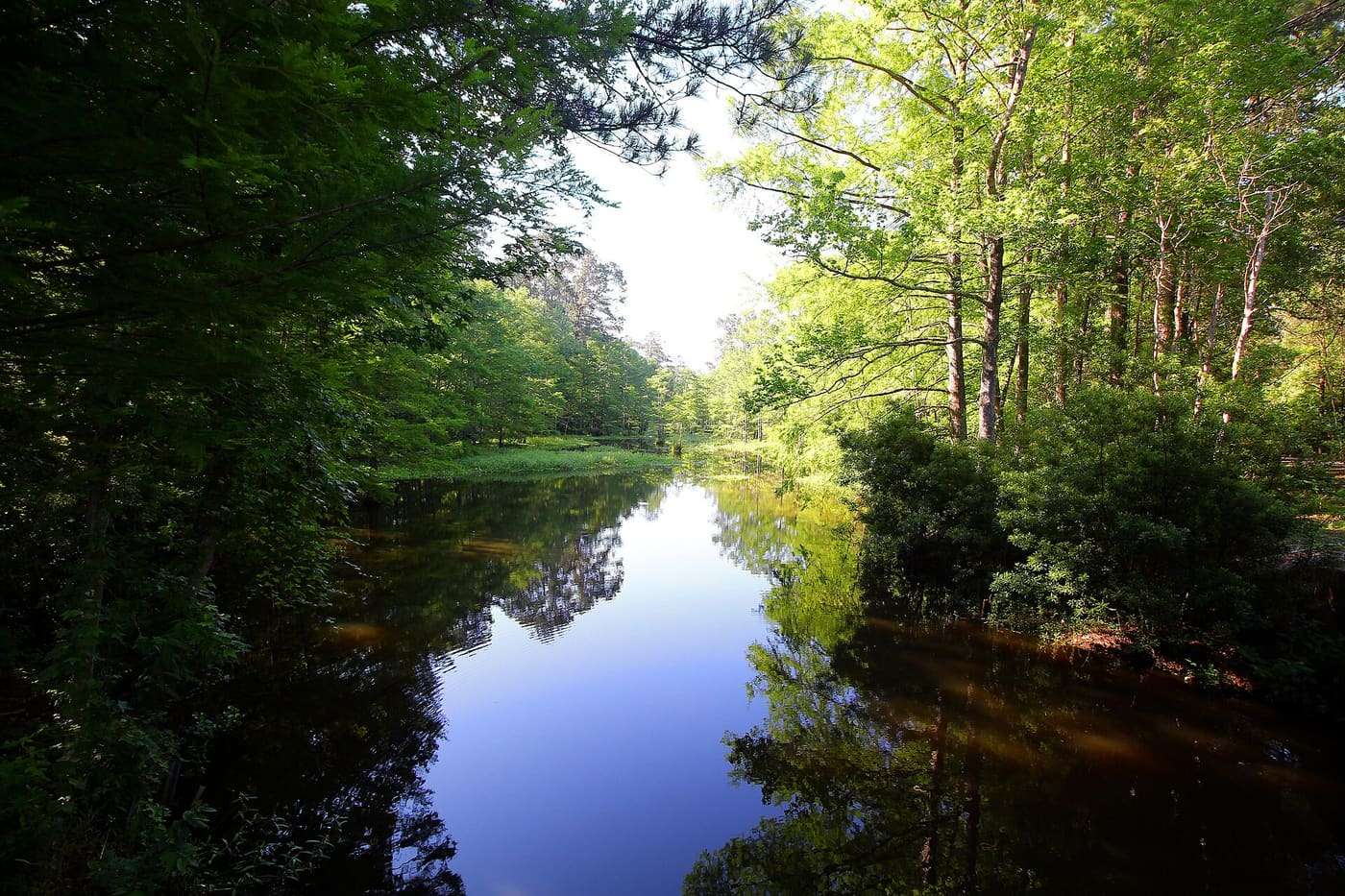 A slough in Martin Dies, Jr. State Park in Jasper County, Texas, United States.