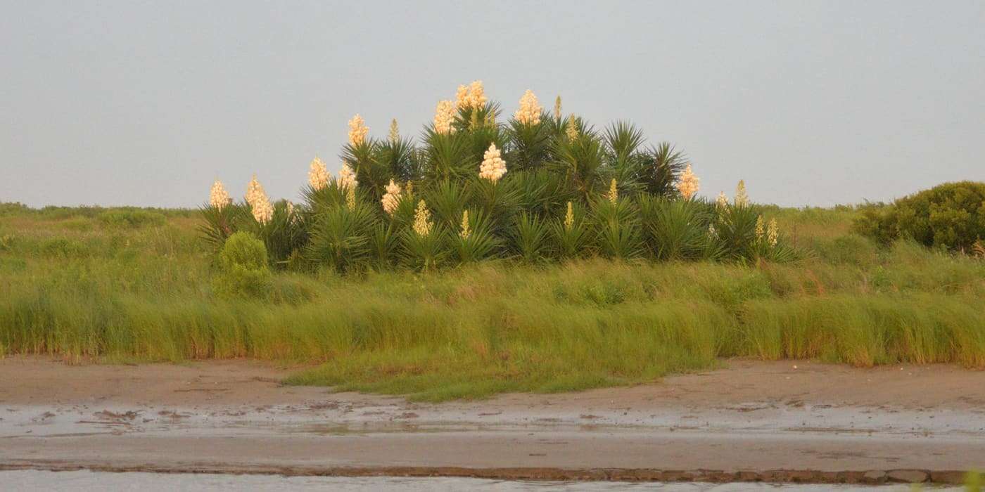 Spanish Dager (Yucca sp.) in bloom, catching the last rays before sunset at Sea Rim State Park, Jefferson County, Texas (29.6761N, 94.0373W 2 meters elevation),