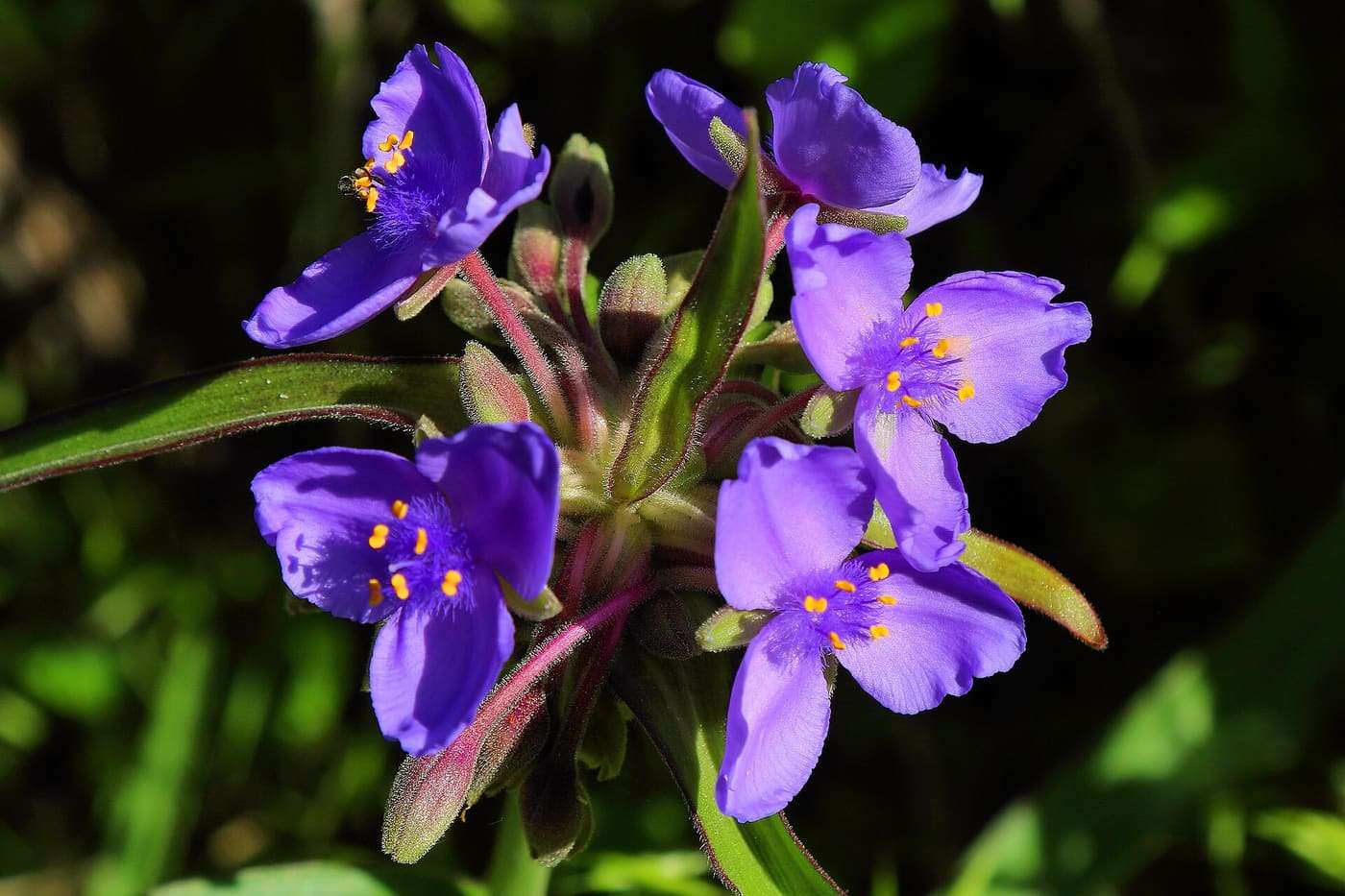 A wildflower believed to be Tradescantia humilis or Tradescantia occidentalis in Cedar Hill State Park in Cedar Hill, Texas, United States.