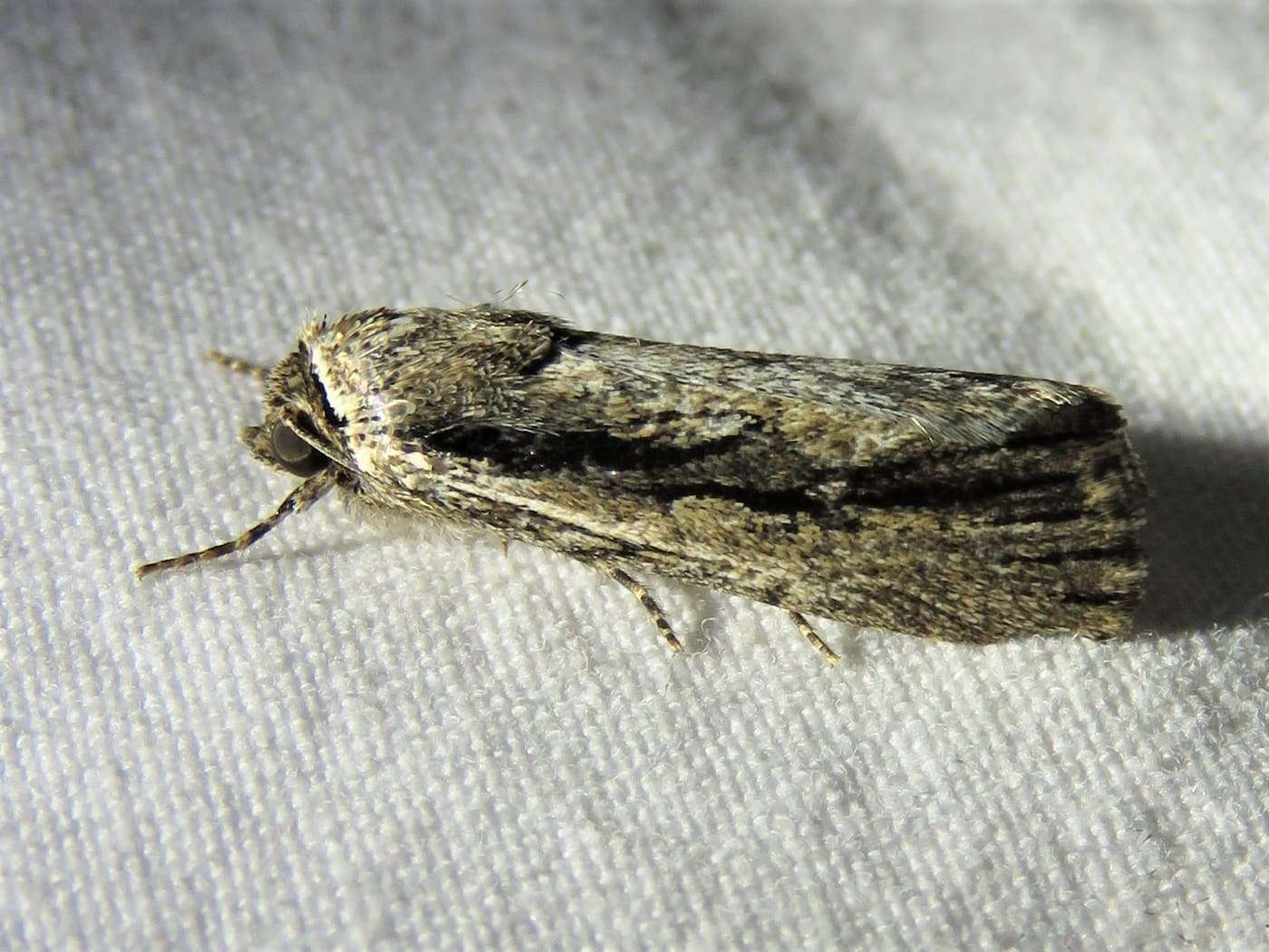 Sympistis atricollaris , Lake Tucker, Palo Pinto Co., TX