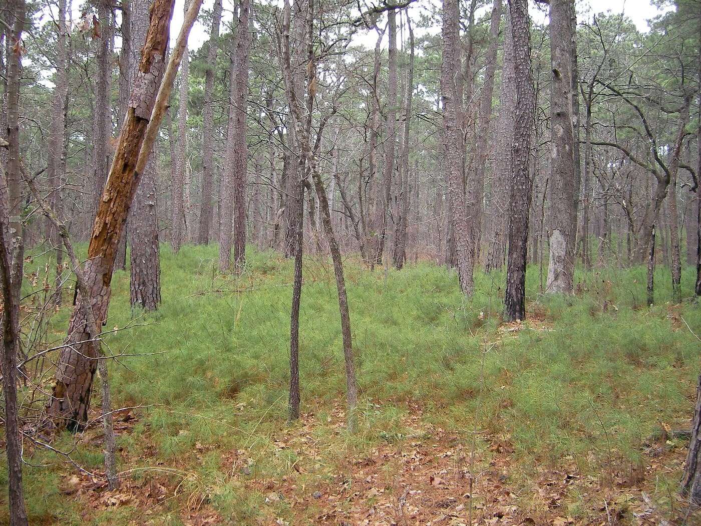 A pine forest in Tyler State Park in Smith County in the Piney Woods region of East Texas, United States.