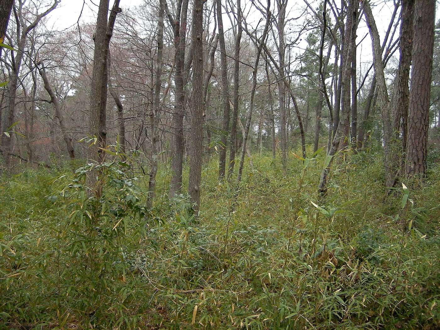 A forest in Tyler State Park in Smith County, Texas, United States.