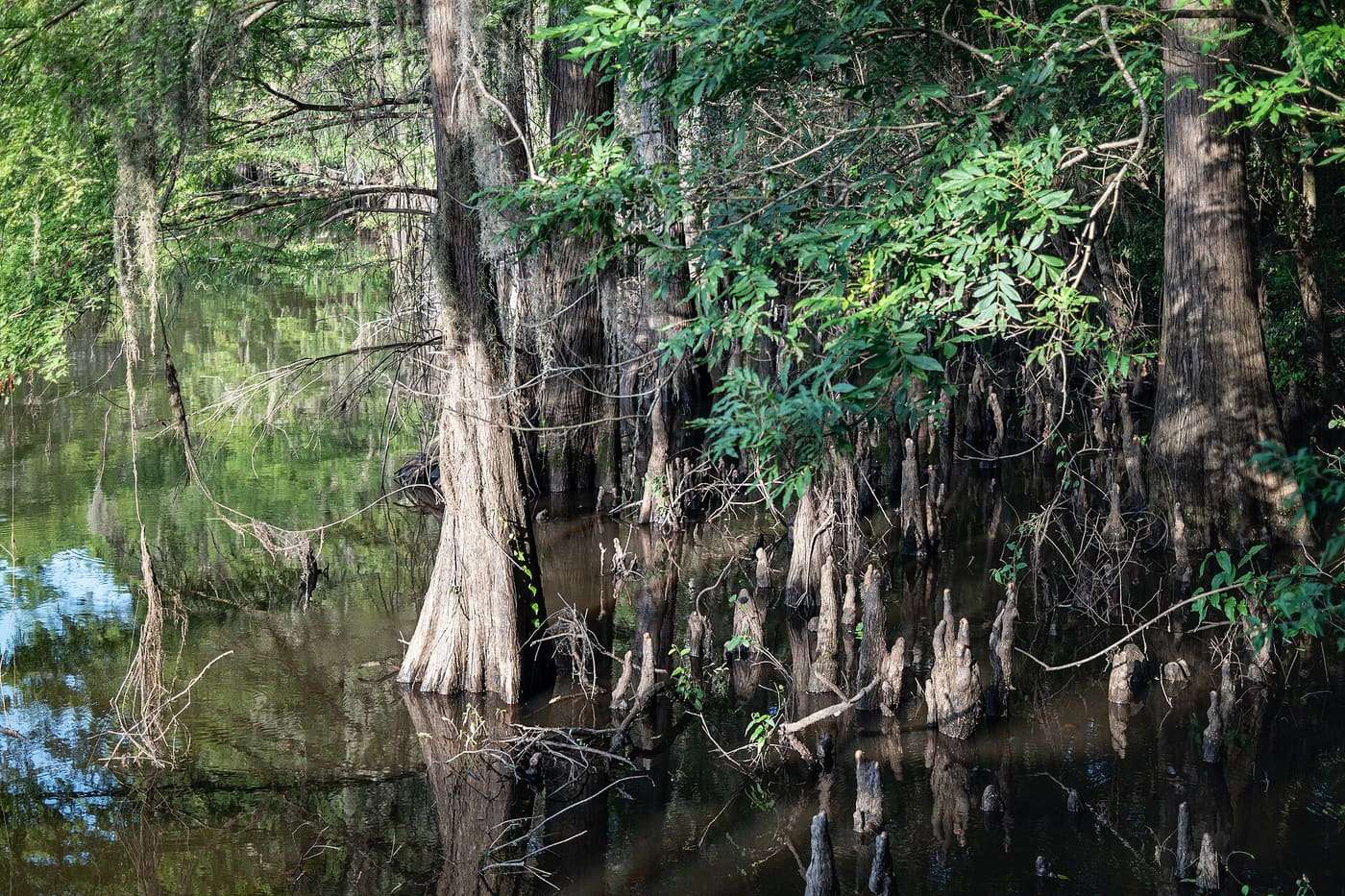 Caddo Lake, Texas