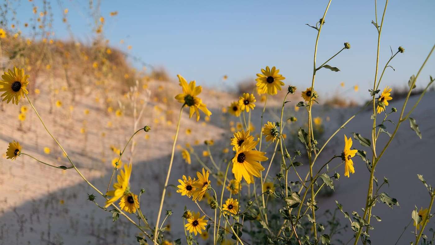 Monahans Sandhills State Park, Texas