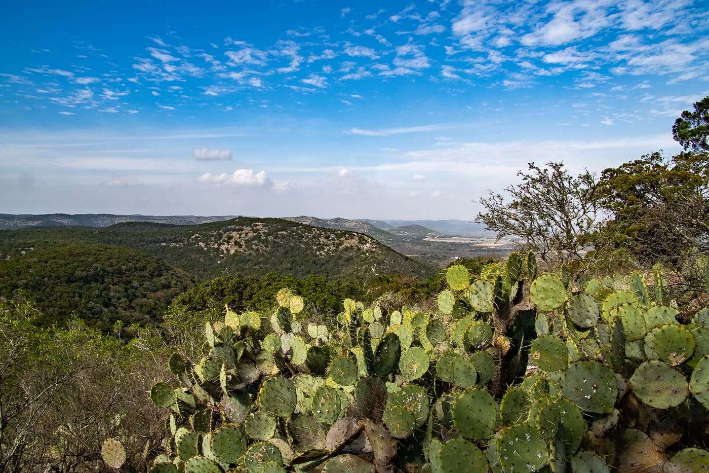 Prickly Pear Cactus on the side of a hill in Garner State Park, Texas.