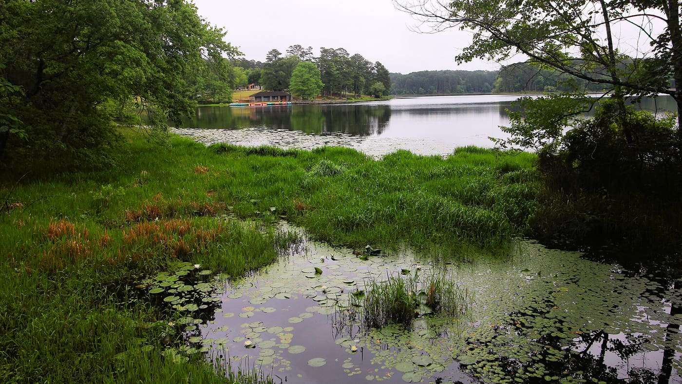 A wetland on Daingerfield State Park Lake in Morris County, Texas, United States.