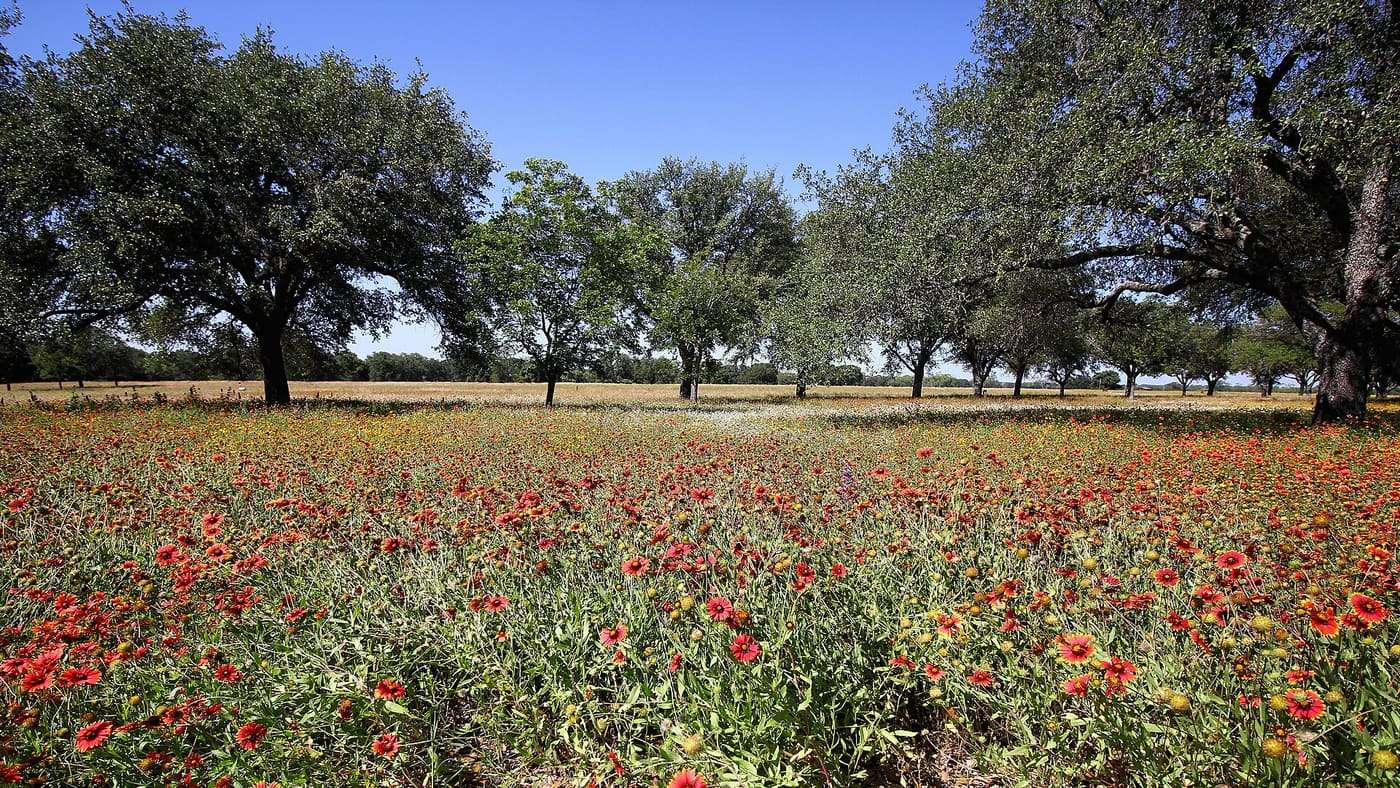 Wildflowers abound at Lyndon B. Johnson State Park and Historic Site in Gillespie County, Texas, United States. Lady Bird Johnson actively encouraged the spread