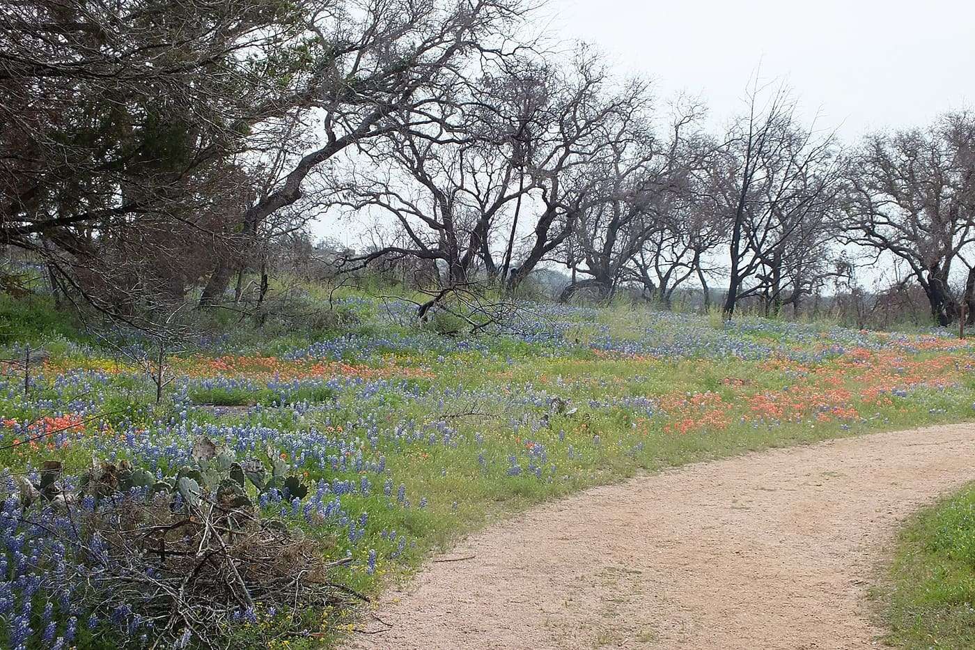 The plant species: Texas Paintbrush , Castilleja indivisa . This species is common in Texas and typically has shallowly 0(–5)-lobed leaves and bracts. A few of 