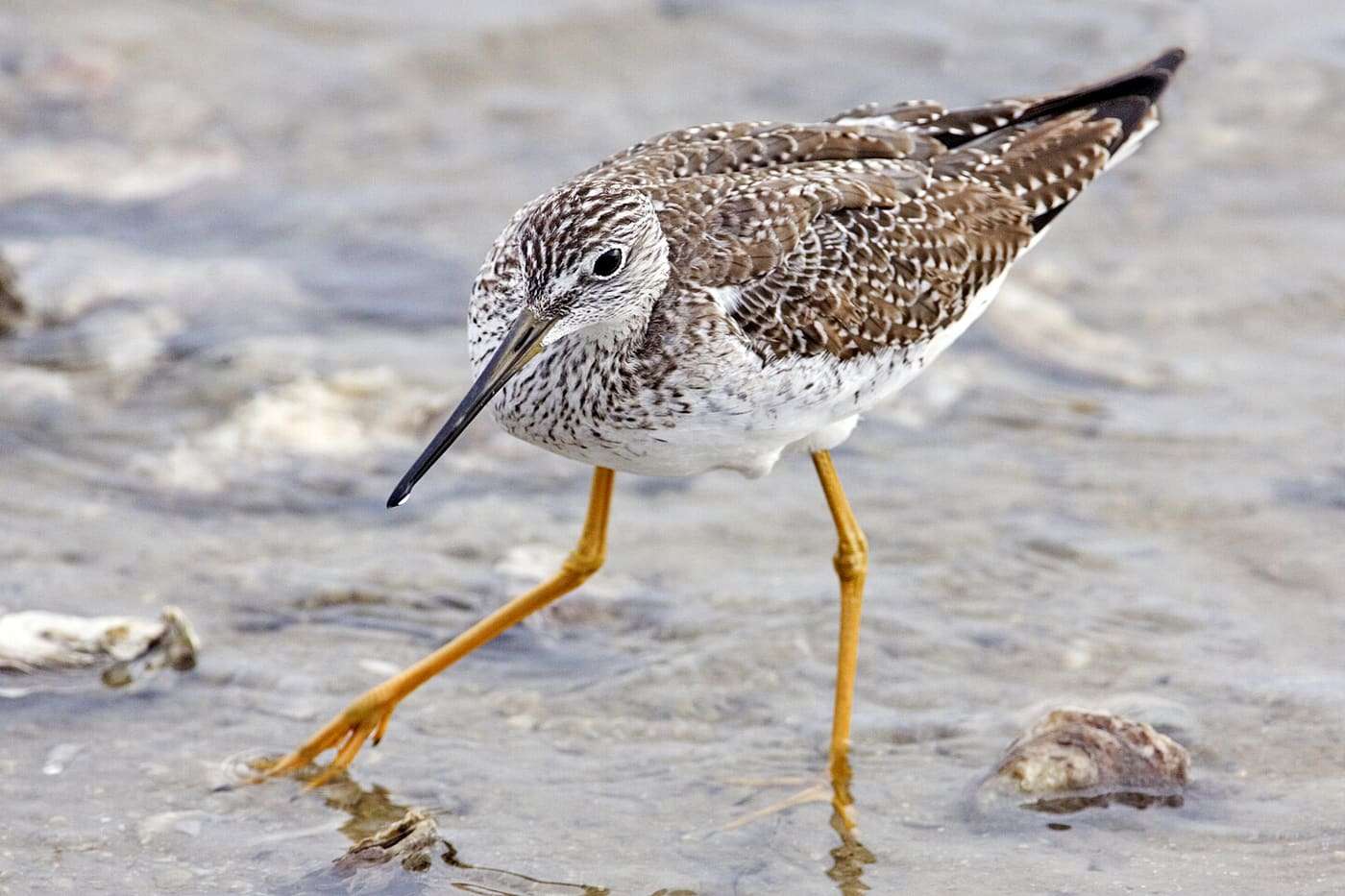 Immature Greater Yellowlegs, Fishing Pier, Goose Island State Park, Texas